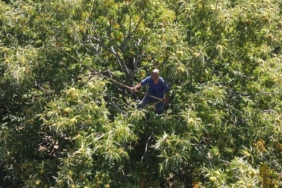 Kestane Fiyatlarında Üretici ile Perakende Arasındaki Makas 750 Liraya Ulaştı