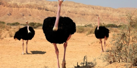 Nijer’de 70 Yıl Sonra Kuzey Afrika Deve Kuşları Doğaya Bırakıldı